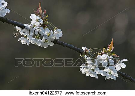 Stock Photo - Cherry blossom (Prunus avium), Lower Saxony, Germany, Europe. Fotosearch