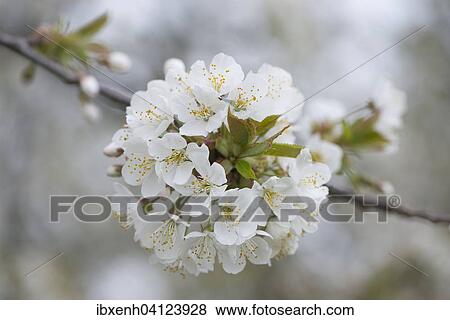 Cherry blossom (Prunus avium), Lower Saxony, Germany, Europe View Large Photo Image Stock Photo - Cherry blossom (Prunus avium), Lower Saxony, Germany, Europe. Fotosearch