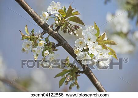 Cherry blossom (Prunus avium), Lower Saxony, Germany, Europe View Large Photo Image Stock Photograph - Cherry blossom (Prunus avium), Lower Saxony, Germany, Europe. Fotosearch