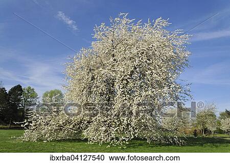 Cherry tree (Prunus sp. ) In full bloom, North Rhine-Westphalia, Germany, Europe View Large Photo Image Stock Image - Cherry tree (Prunus sp. ) In full bloom, North Rhine-Westphalia, Germany, Europe. Fotosearch