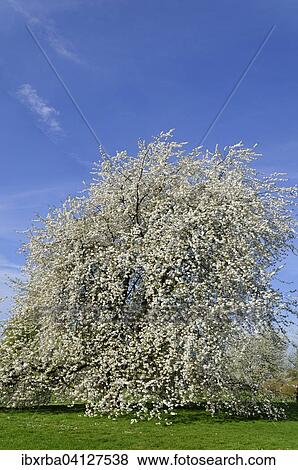 Cherry tree (Prunus sp. ) In full bloom, North Rhine-Westphalia, Germany, Europe View Large Photo Image Stock Photo - Cherry tree (Prunus sp. ) In full bloom, North Rhine-Westphalia, Germany, Europe. Fotosearch
