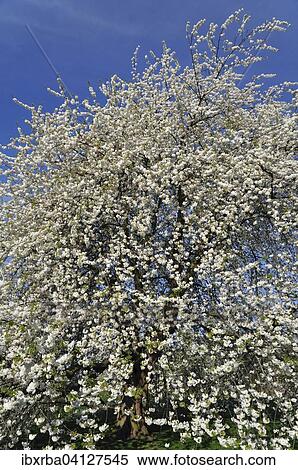 Cherry tree (Prunus sp. ) In full bloom, North Rhine-Westphalia, Germany, Europe View Large Photo Image Stock Photography - Cherry tree (Prunus sp. ) In full bloom, North Rhine-Westphalia, Germany, Europe. Fotosearch