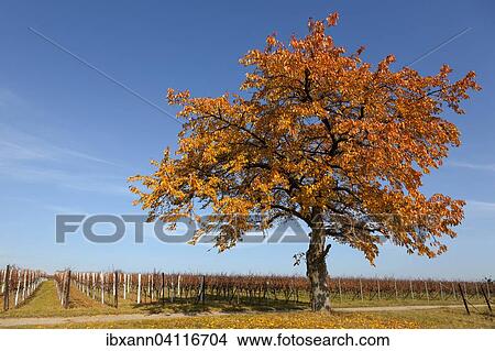 Cherry, wild cherry (Prunus avium) tree in autumn, Southern Palatinate, Palatinate, Rhineland-Palatinate, Germany, Europe View Large Photo Image Picture - Cherry, wild cherry (Prunus avium) tree in autumn, Southern Palatinate, Palatinate, Rhineland-Palatinate, Germany, Europe. Fotosearch