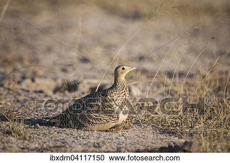 Chestnut-bellied Sandgrouse (Pterocles exustus), female with chicks, Little Rann of Kutch, Gujarat, India, Asia View Large Photo Image Stock Image - Chestnut-bellied Sandgrouse (Pterocles exustus), female with chicks, Little Rann of Kutch, Gujarat, India, Asia. Fotosearch
