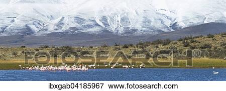 Chilean Flamingos (Phoenicopterus chilensis), Torres del Paine National Park, Chilean Patagonia, Chile, South America View Large Photo Image Stock Photo - Chilean Flamingos (Phoenicopterus chilensis), Torres del Paine National Park, Chilean Patagonia, Chile, South America. Fotosearch