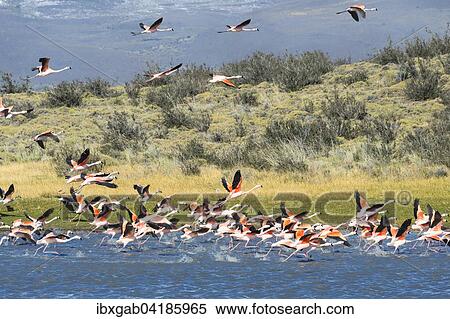 Chilean Flamingos (Phoenicopterus chilensis) taking off, Torres del Paine National Park, Chilean Patagonia, Chile, South America View Large Photo Image Stock Photography - Chilean Flamingos (Phoenicopterus chilensis) taking off, Torres del Paine National Park, Chilean Patagonia, Chile, South America. Fotosearch