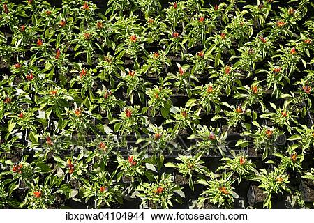 Chilli plant bed with green and red foliage and infructescence, in Nantes, France, Europe View Large Photo Image Picture - Chilli plant bed with green and red foliage and infructescence, in Nantes, France, Europe. Fotosearch
