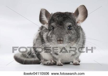 Stock Photograph - Chinchilla. Fotosearch