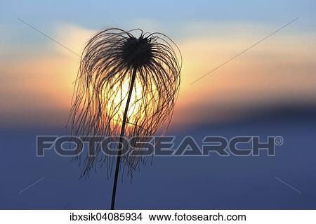 Chinese Clematis, Oriental Virginsbower (Clematis orientalis), seed heads, wilted, backlit, Upper Swabia, Baden-Wurttemberg, Germany, Europe View Large Photo Image Picture - Chinese Clematis, Oriental Virginsbower (Clematis orientalis), seed heads, wilted, backlit, Upper Swabia, Baden-Wurttemberg, Germany, Europe. Fotosearch