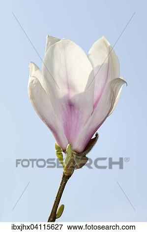 Stock Photo - Chinese magnolia flower (Magnolia x soulangiana), Germany, Europe. Fotosearch
