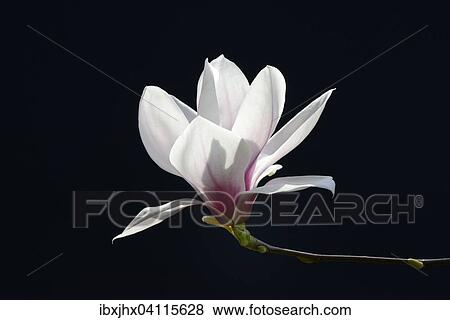 Chinese magnolia flower (Magnolia x soulangiana), Germany, Europe View Large Photo Image Stock Photo - Chinese magnolia flower (Magnolia x soulangiana), Germany, Europe. Fotosearch