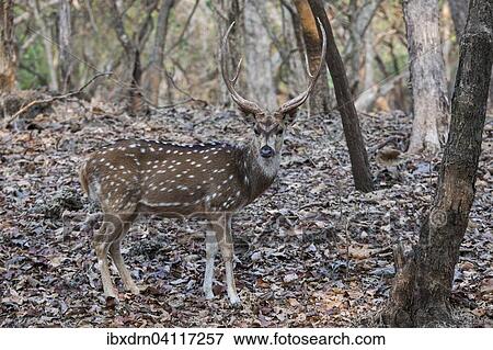 Chital (Axis axis), adult male, Sasan Gir, Gir Forest National Park, Gujarat, India, Asia View Large Photo Image Stock Photo - Chital (Axis axis), adult male, Sasan Gir, Gir Forest National Park, Gujarat, India, Asia. Fotosearch