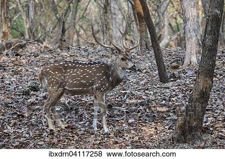 Chital (Axis axis), adult male, Sasan Gir, Gir Forest National Park, Gujarat, India, Asia View Large Photo Image Stock Photo - Chital (Axis axis), adult male, Sasan Gir, Gir Forest National Park, Gujarat, India, Asia. Fotosearch