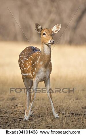 Chital, Spotted Deer or Axis Deer (Axis axis), female, Ranthambhore National Park, Rajasthan, India, Asia View Large Photo Image Stock Photo - Chital, Spotted Deer or Axis Deer (Axis axis), female, Ranthambhore National Park, Rajasthan, India, Asia. Fotosearch