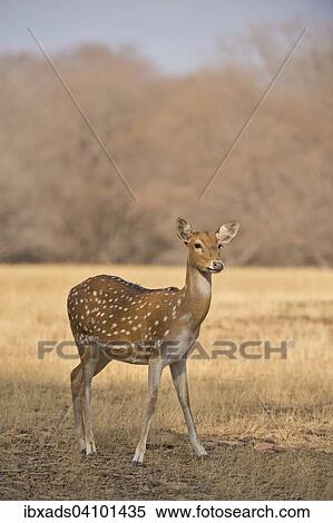 Chital, Spotted Deer or Axis Deer (Axis axis), female, Ranthambhore National Park, Rajasthan, India, Asia View Large Photo Image Stock Photography - Chital, Spotted Deer or Axis Deer (Axis axis), female, Ranthambhore National Park, Rajasthan, India, Asia. Fotosearch