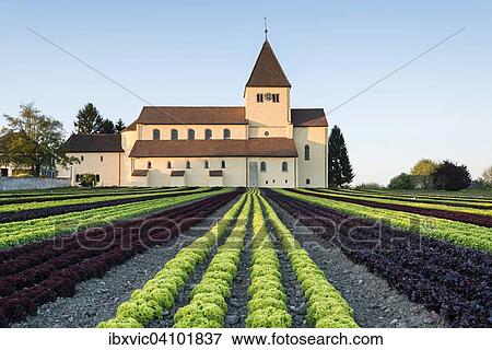 Church of St. George, field with salad crops, spring, Reichenau-Oberzell, Reichenau Island, Lake Constance region, Baden-Wurttemberg, Germany, Europe View Large Photo Image Stock Photo - Church of St. George, field with salad crops, spring, Reichenau-Oberzell, Reichenau Island, Lake Constance region, Baden-Wurttemberg, Germany, Europe. Fotosearch