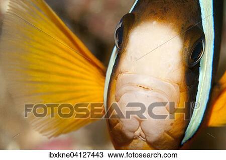 Clark's Anemonefish (Amphiprion clarkii), Bali, Indonesia, Asia View Large Photo Image Stock Image - Clark's Anemonefish (Amphiprion clarkii), Bali, Indonesia, Asia. Fotosearch