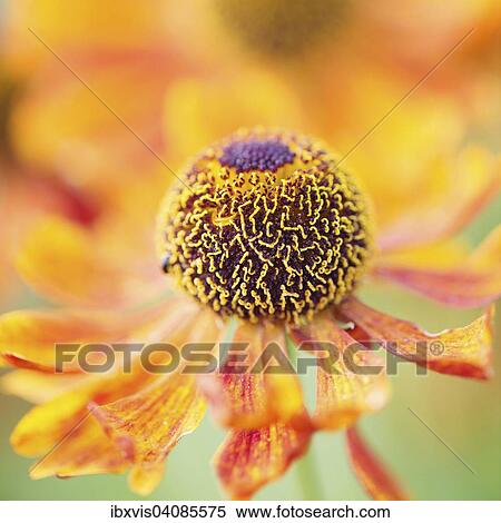 Close up of flower, Sweden, Europe View Large Photo Image Stock Photography - Close up of flower, Sweden, Europe. Fotosearch