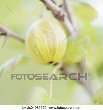 Close up of Gooseberry (Ribes uva-crispa) on bush View Large Photo Image Stock Image - Close up of Gooseberry (Ribes uva-crispa) on bush. Fotosearch