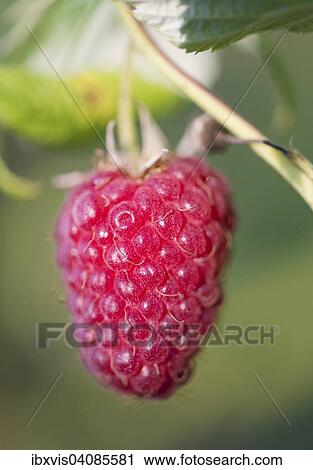 Close up of ripe raspberry on bush, Sweden, Europe View Large Photo Image Stock Image - Close up of ripe raspberry on bush, Sweden, Europe. Fotosearch
