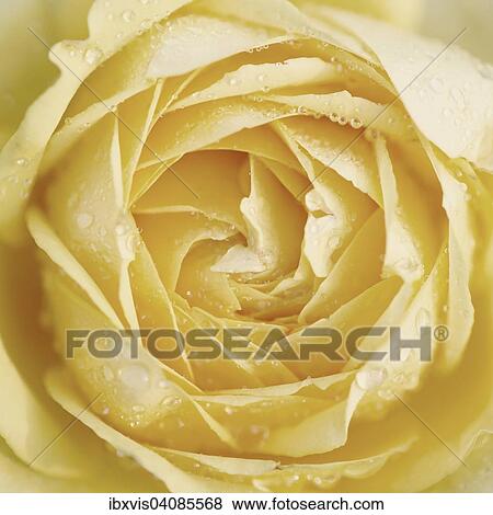 Close up of yellow rose with raindrops, Sweden, Europe View Large Photo Image Stock Photo - Close up of yellow rose with raindrops, Sweden, Europe. Fotosearch