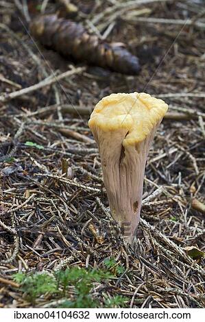Stock Image - Club coral (Clavariadelphus truncatus), Tyrol, Austria, Europe. Fotosearch