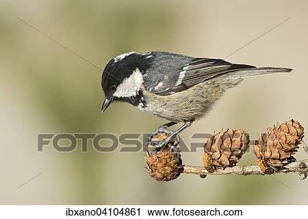 Coal Tit (Parus ater), Tyrol, Austria, Europe View Large Photo Image Stock Image - Coal Tit (Parus ater), Tyrol, Austria, Europe. Fotosearch