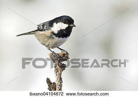 Coal Tit (Parus ater), Tyrol, Austria, Europe View Large Photo Image Stock Image - Coal Tit (Parus ater), Tyrol, Austria, Europe. Fotosearch