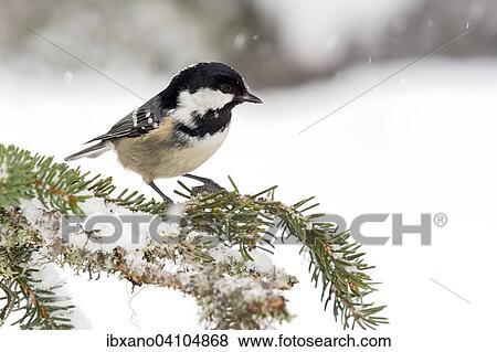Stock Photo - Coal Tit (Parus ater), Tyrol, Austria, Europe. Fotosearch