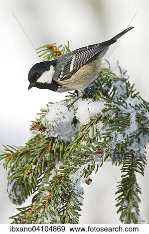 Coal Tit (Parus ater), Tyrol, Austria, Europe View Large Photo Image Stock Photo - Coal Tit (Parus ater), Tyrol, Austria, Europe. Fotosearch