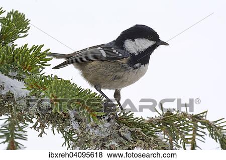 Coal Tit (Parus ater), Tyrol, Austria, Europe View Large Photo Image Stock Photo - Coal Tit (Parus ater), Tyrol, Austria, Europe. Fotosearch