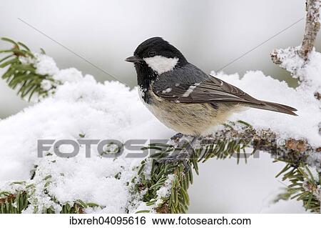Coal Tit (Parus ater), Tyrol, Austria, Europe View Large Photo Image Stock Photograph - Coal Tit (Parus ater), Tyrol, Austria, Europe. Fotosearch