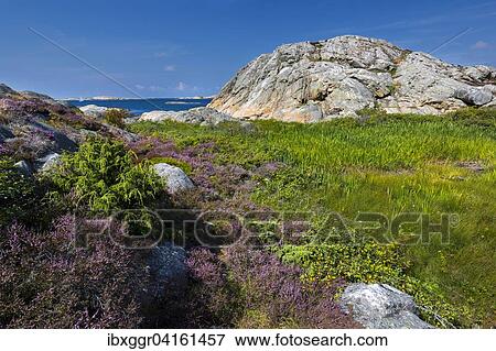 Coast of the archipelago on Gullholmen island, Orust, Vastra Gotaland province, Bohuslan, Sweden, Europe View Large Photo Image Stock Photo - Coast of the archipelago on Gullholmen island, Orust, Vastra Gotaland province, Bohuslan, Sweden, Europe. Fotosearch