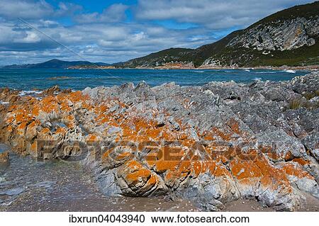 Coast, Rocky Cape National Park, Tasmania View Large Photo Image Stock Image - Coast, Rocky Cape National Park, Tasmania. Fotosearch