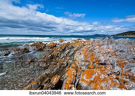 Coast, Rocky Cape National Park, Tasmania View Large Photo Image Stock Photograph - Coast, Rocky Cape National Park, Tasmania. Fotosearch