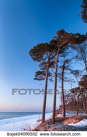 Stock Image - Coastal forest in winter, Weststrand beach, Darss, Western Pomerania Lagoon Area National Park, Mecklenburg-Western Pomerania, Germany, Europe. Fotosearch