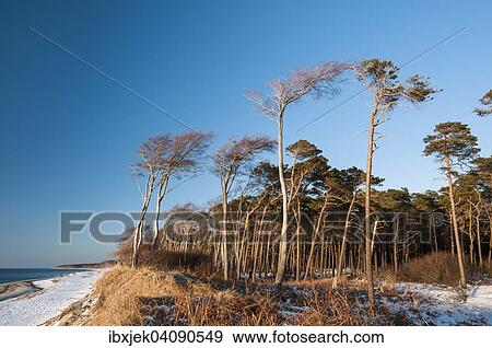 Stock Photo - Coastal forest, Weststrand beach, Darss, Western Pomerania Lagoon Area National Park, Mecklenburg-Western Pomerania, Germany, Europe. Fotosearch