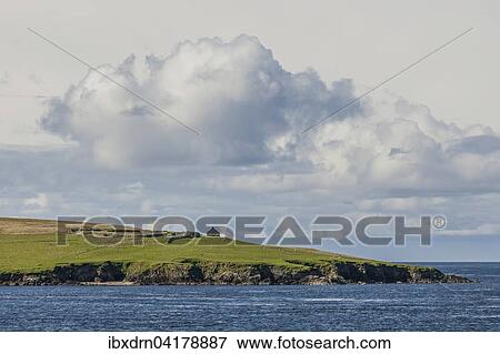 Coastline, Yell, Shetland Islands, Scotland, United Kingdom, Europe View Large Photo Image Stock Photo - Coastline, Yell, Shetland Islands, Scotland, United Kingdom, Europe. Fotosearch