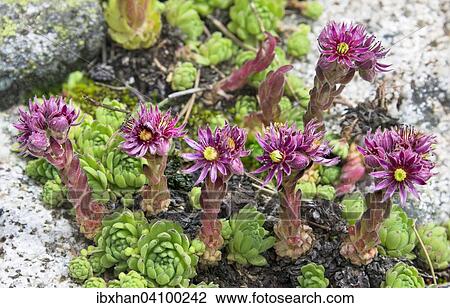 Cobweb Houseleek (Sempervivum arachnoideum), Vall de Gerber, El Pallars Sobira, Cataluna, Spain, Europe View Large Photo Image Stock Image - Cobweb Houseleek (Sempervivum arachnoideum), Vall de Gerber, El Pallars Sobira, Cataluna, Spain, Europe. Fotosearch