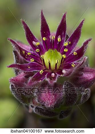 Stock Photo - Cobweb Houseleek (Sempervivum arachnoideum), Catalonia, Spain, Europe. Fotosearch