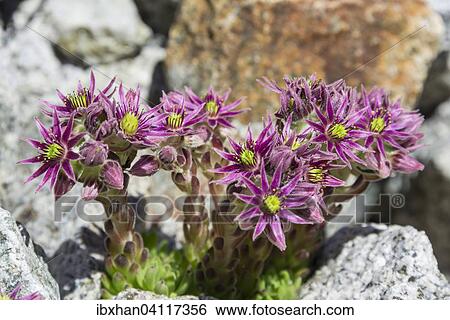 Cobweb Houseleek (Sempervivum arachnoideum), Catalunya, Spain, Europe View Large Photo Image Stock Photograph - Cobweb Houseleek (Sempervivum arachnoideum), Catalunya, Spain, Europe. Fotosearch