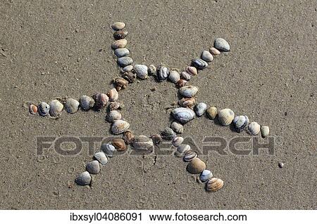 Stock Image - Cockles (Cerastoderma edule) arranged in the shape of a sun in the sand, North Holland, The Netherlands, Europe. Fotosearch