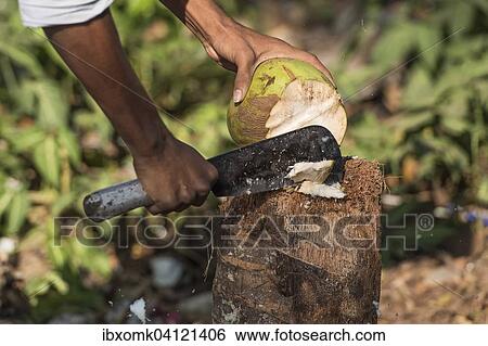 Coconut being opened with a machete, Kerala, India, Asia View Large Photo Image Stock Photograph - Coconut being opened with a machete, Kerala, India, Asia. Fotosearch