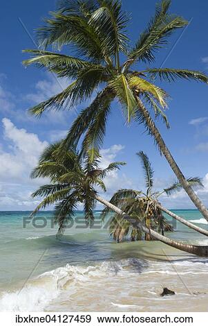 Stock Photo - Coconut palm trees (Cocos nucifera), Little Corn Island, Nicaragua, North America. Fotosearch