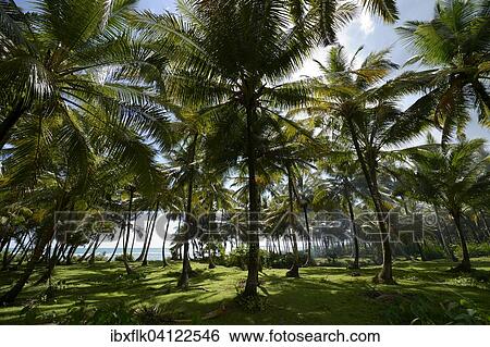 Stock Photograph - Coconut plantation, Simeulue, Indonesia, Asia. Fotosearch
