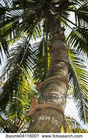 Stock Image - Coconut shells and coconut-fibre rope as climbing aid on a coconut tree, Kerala, India, Asia. Fotosearch