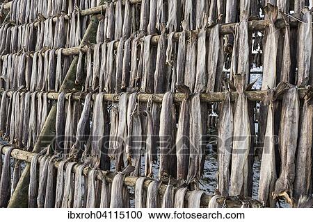 Stock Image - Cod hung for drying, Svolvaer, Vagan, Lofoten, Norway, Europe. Fotosearch