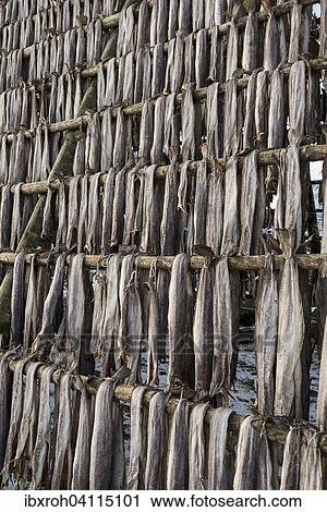 Cod hung for drying, Svolvaer, Vagan, Lofoten, Norway, Europe View Large Photo Image Stock Image - Cod hung for drying, Svolvaer, Vagan, Lofoten, Norway, Europe. Fotosearch