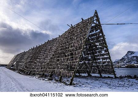 Stock Image - Cod hung for drying, Svolvaer, Vagan, Lofoten, Norway, Europe. Fotosearch