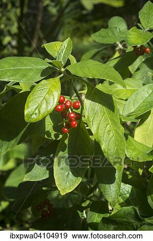 Coffee plant (Coffea) View Large Photo Image Stock Photo - Coffee plant (Coffea). Fotosearch